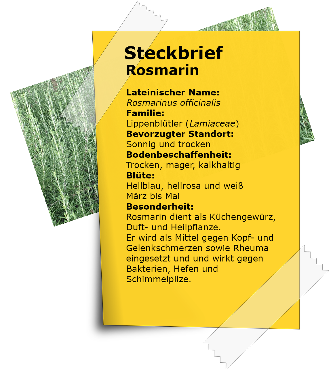 Steckbrief Rosmarin