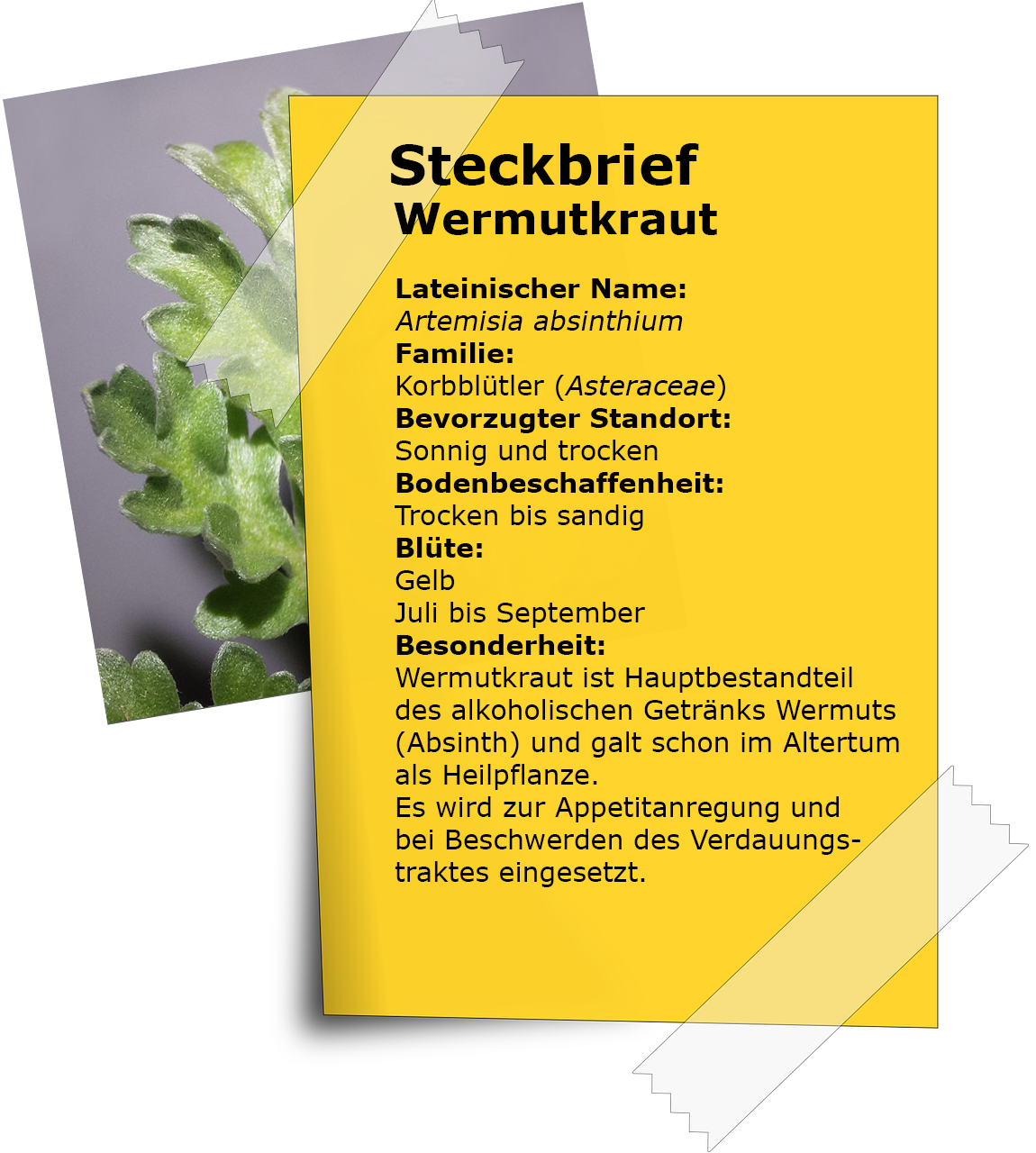 Steckbrief Wermut