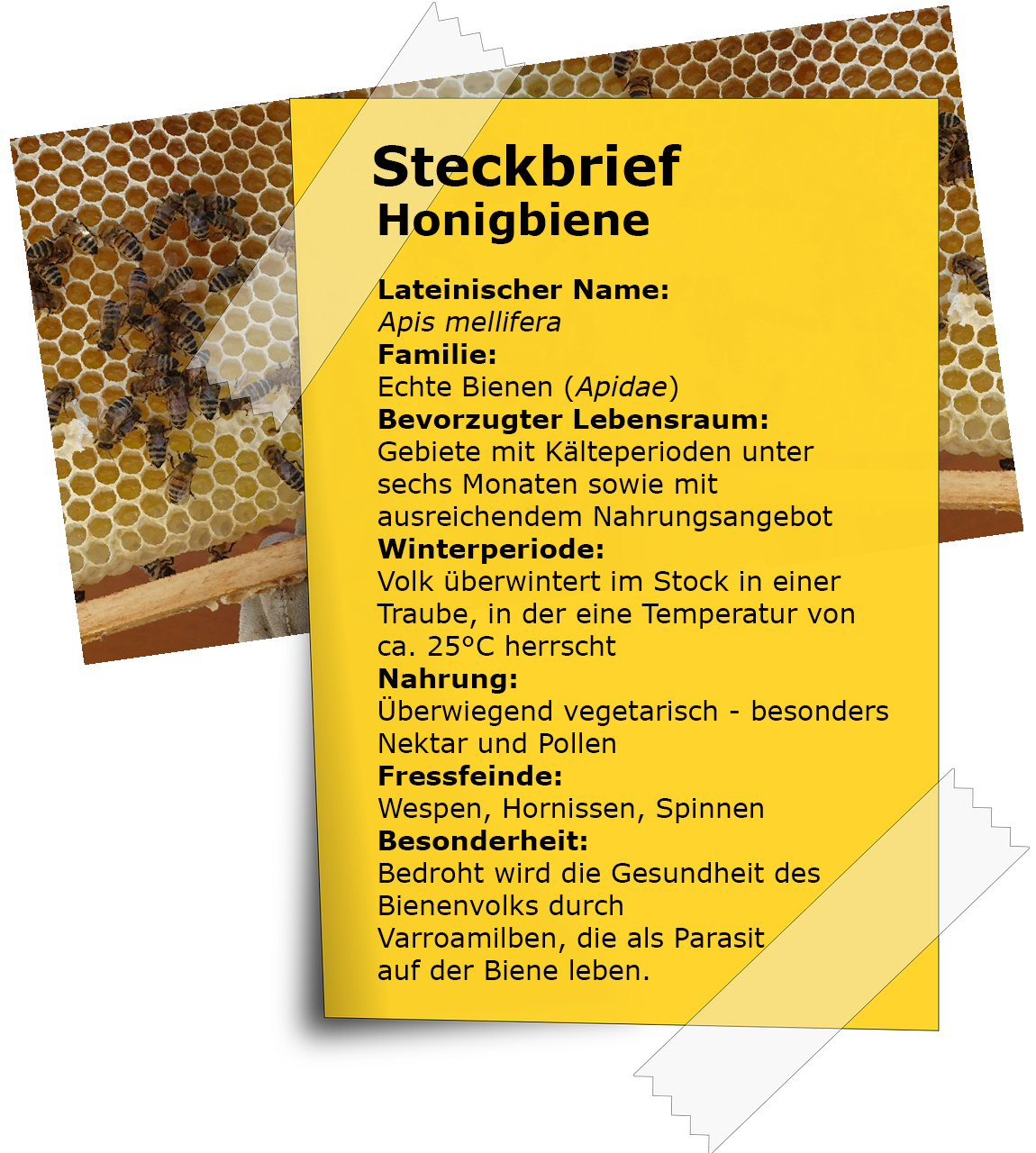 Steckbrief Biene